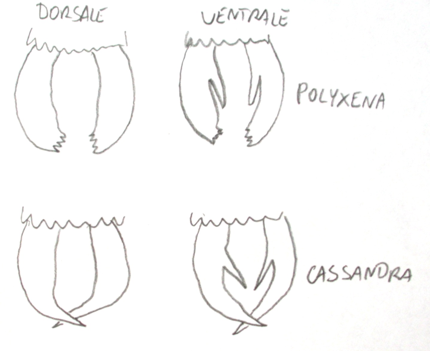 ancora su Zerynthia polyena e Zerynthia cassandra